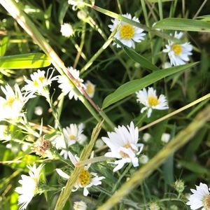 Meet your Posher, Adeline